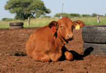 Different methods of marking livestock- part 2