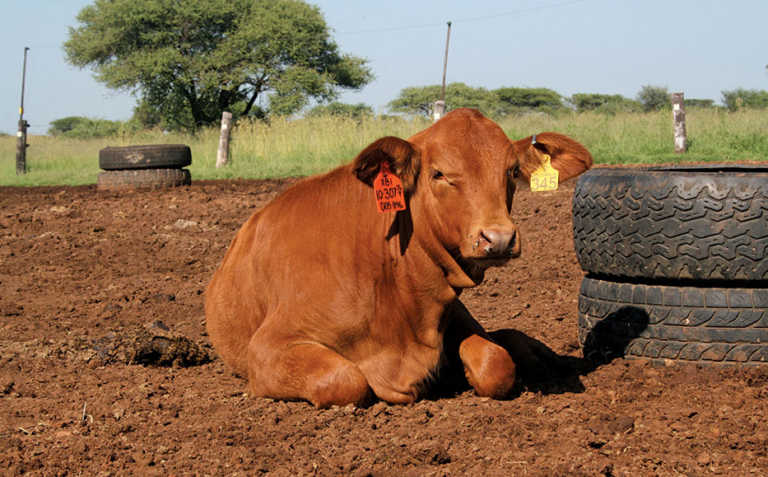 Different methods of marking livestock- part 2