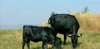 Know your cattle: Drakensberger