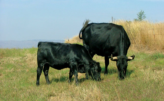 Know your cattle: Drakensberger