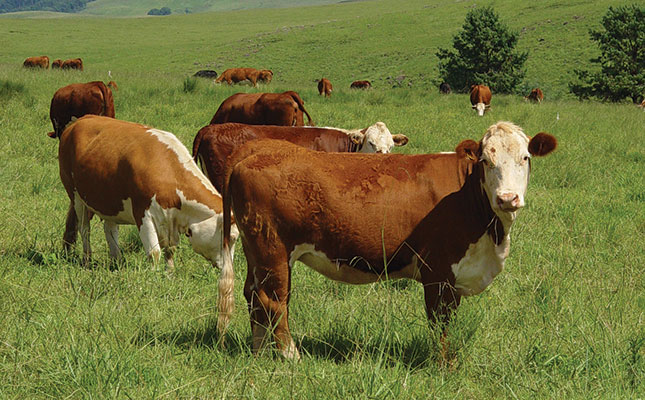 Know your cattle: Hereford