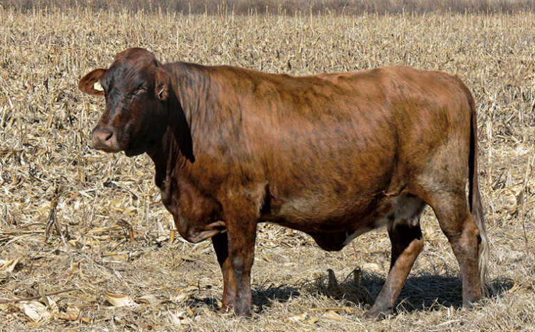 The best Beefmaster cow in SA