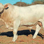 Hugenoot bull