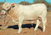 Hugenoot bull
