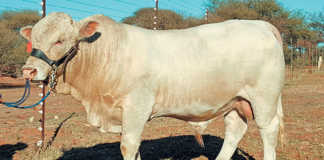 Hugenoot bull