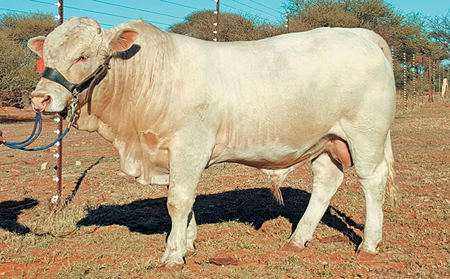 Know your cattle: Hugenoot