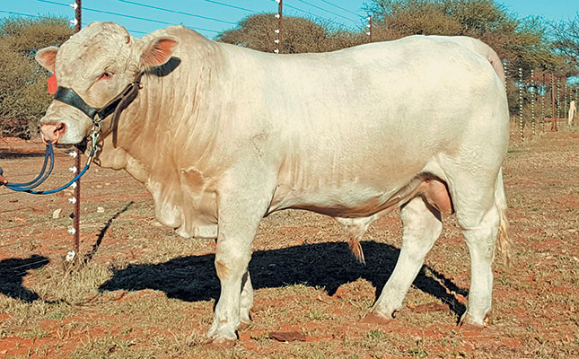 Know your cattle: Hugenoot Know your cattle: Hugenoot