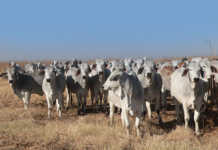 Brahman cattle raised without intervention
