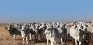 Brahman cattle raised without intervention