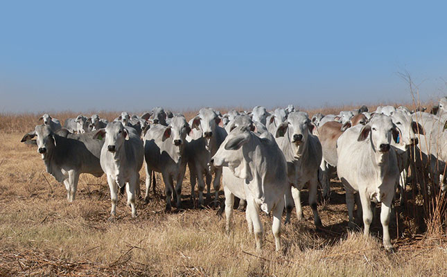 Brahman cattle raised without intervention