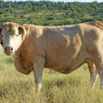 Hugenoot cow