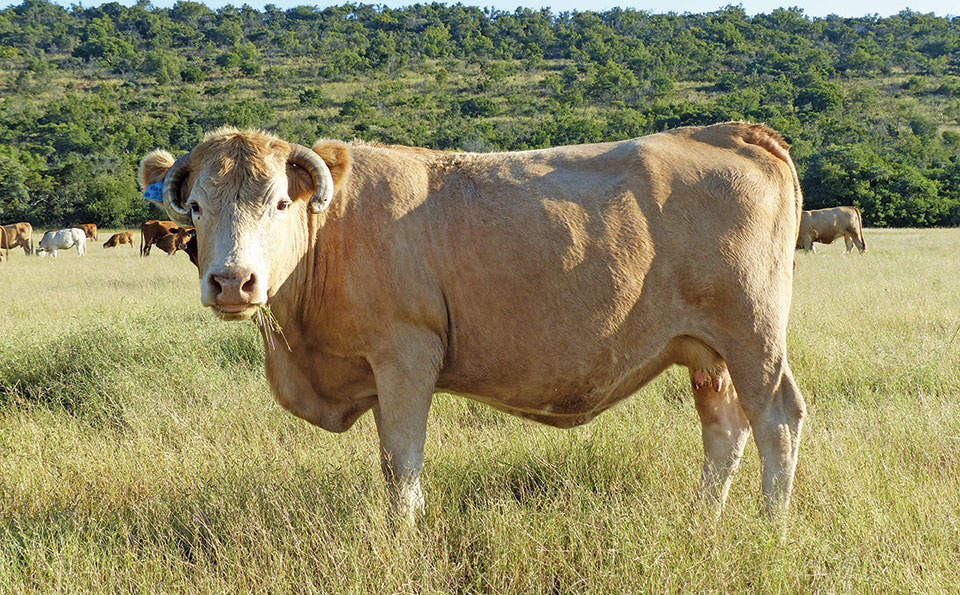 Hugenoot cow