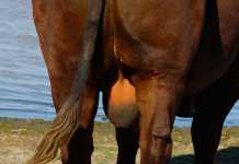 scrotum-of-a-bull