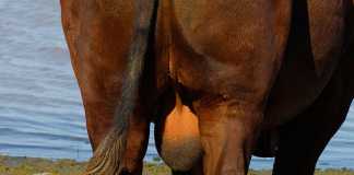 scrotum-of-a-bull