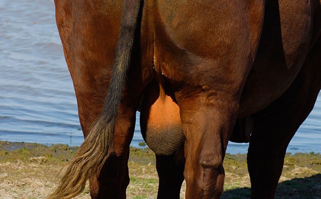 Checking a bull’s scrotal circumference