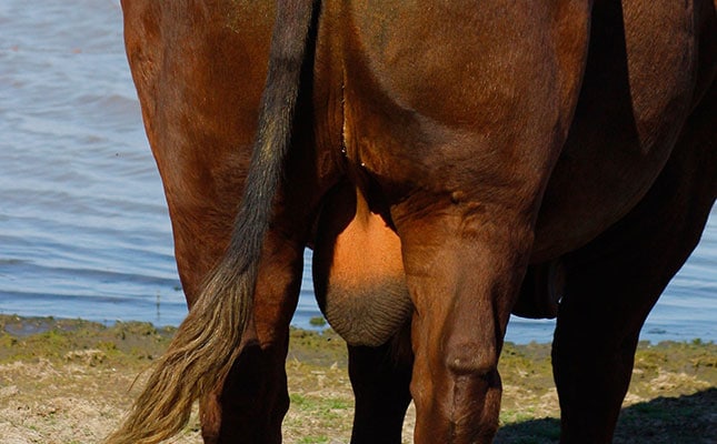 Checking a bull’s scrotal circumference Checking a bull’s scrotal circumference