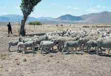 Help ewes bond with lambs
