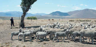 Help ewes bond with lambs