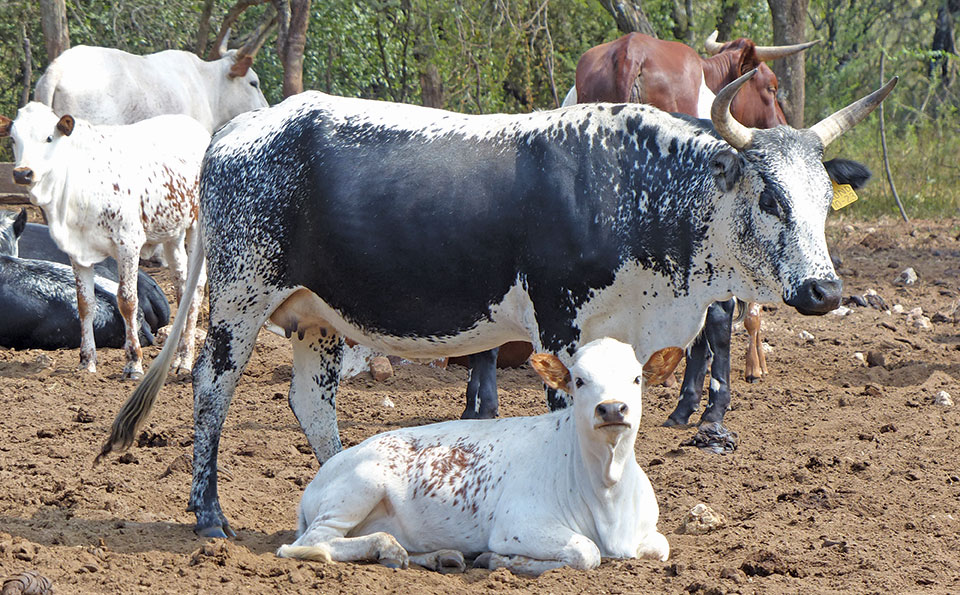 Nguni-cow-and-calf