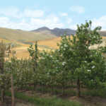 Pear Orchard