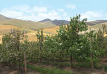 Pear Orchard