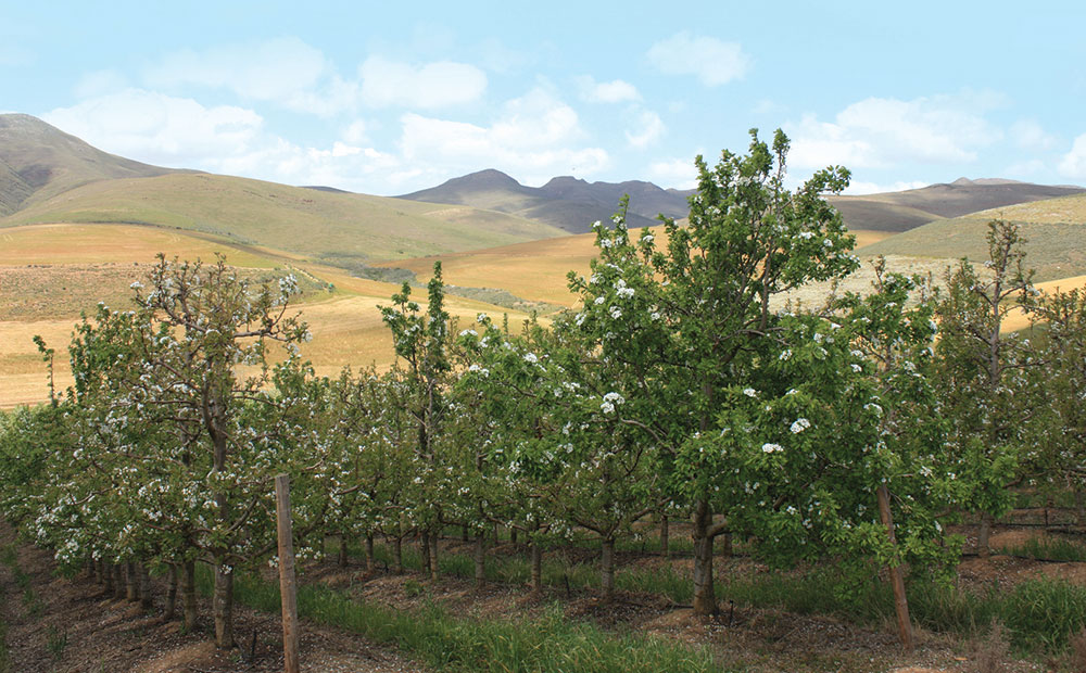 Pear Orchard
