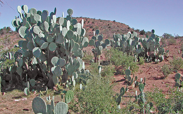 The amazing cactus pear