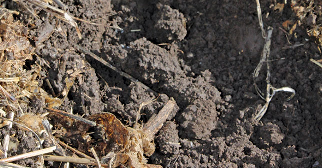 How to do a soil test How to do a soil test