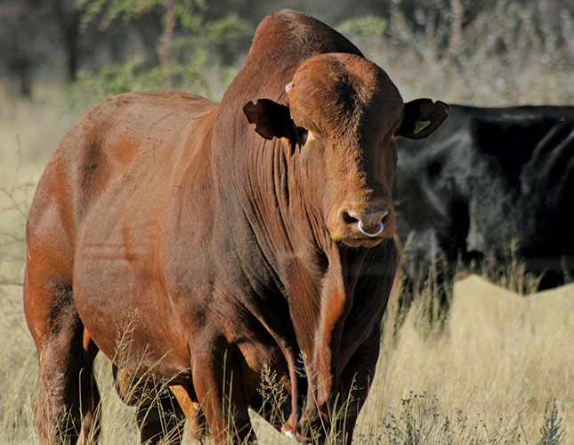 Selecting the right bull Selecting the right bull