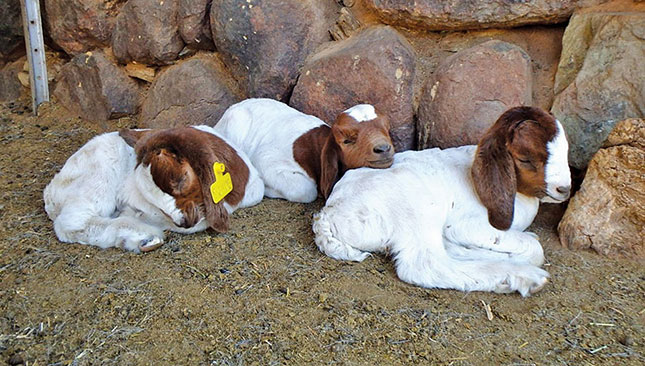 How to raise Boer Goat kids