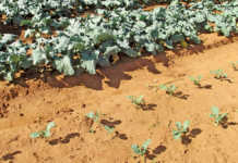 Working with sandy soil