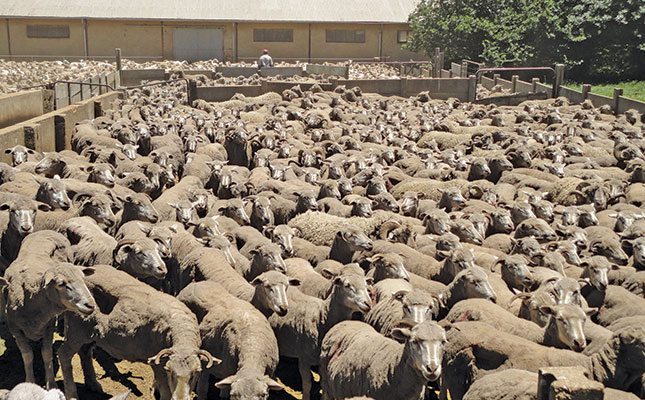 Farmer shares success in wool production Farmer shares success in wool production