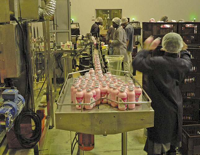 Farming Ayrshire and Holstein dairy herds in KZN