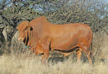 Afrikaner bull