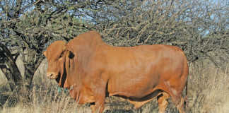 Afrikaner bull