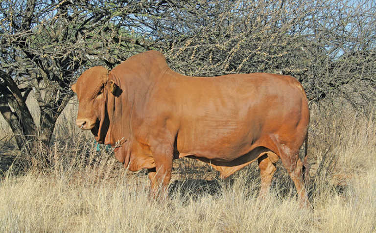 What to look for when selecting a bull What to look for when selecting a bull