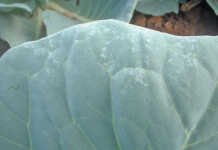 Understanding spray mixtures