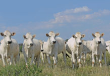 Chianina cattle breed
