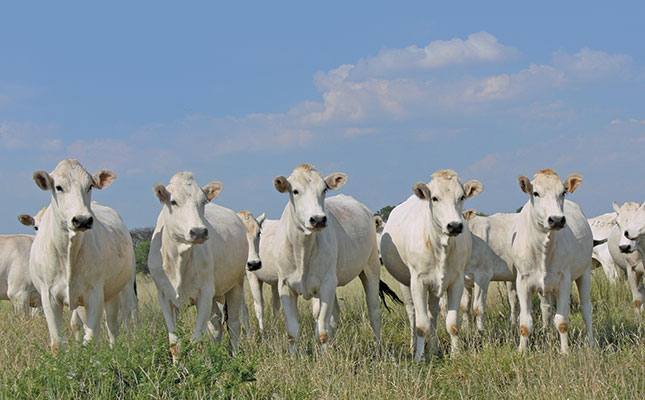 Chianina cattle: The gentle white Italian giant