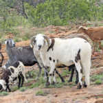 Damara Sheep
