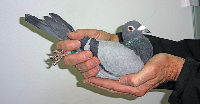 pigeon health