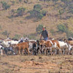 Stan Burger with his Damara Sheep