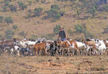 Stan Burger with his Damara Sheep