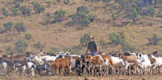 Stan Burger with his Damara Sheep