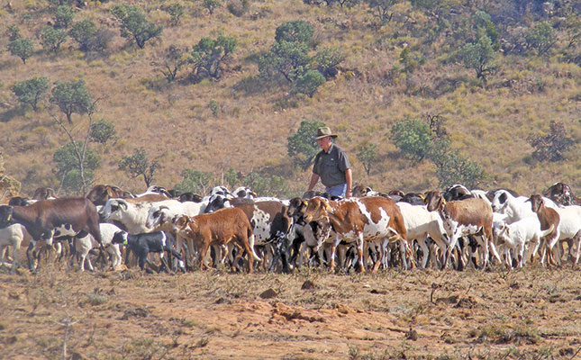 Damara sheep: Adaptable and profitable Damara sheep: Adaptable and profitable