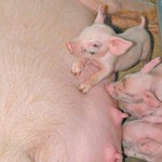 piglets-and-sow