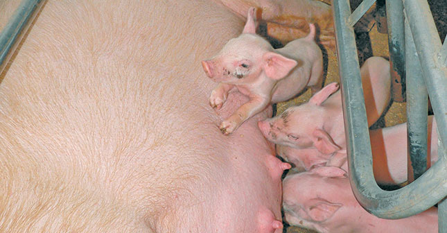 How to manage piglets