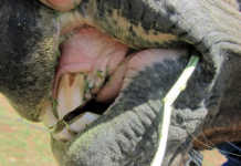 De-worming your horses