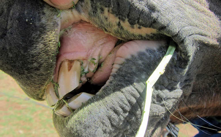 De-worming your horses De-worming your horses