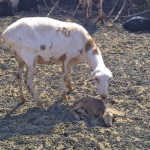 Pedi sheep breed ewe and lamb